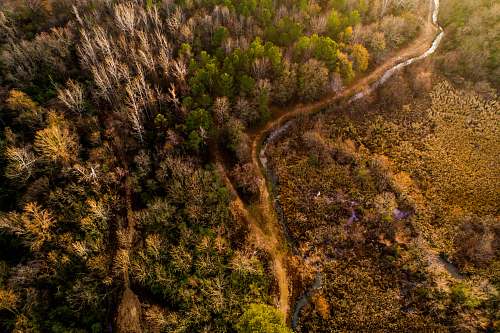 guntersville bird's-eye view photography of trees alabama